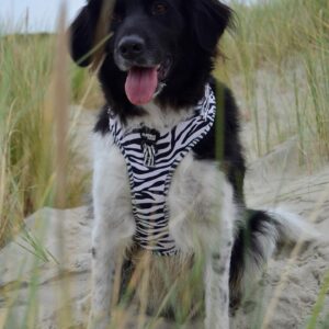 Hond