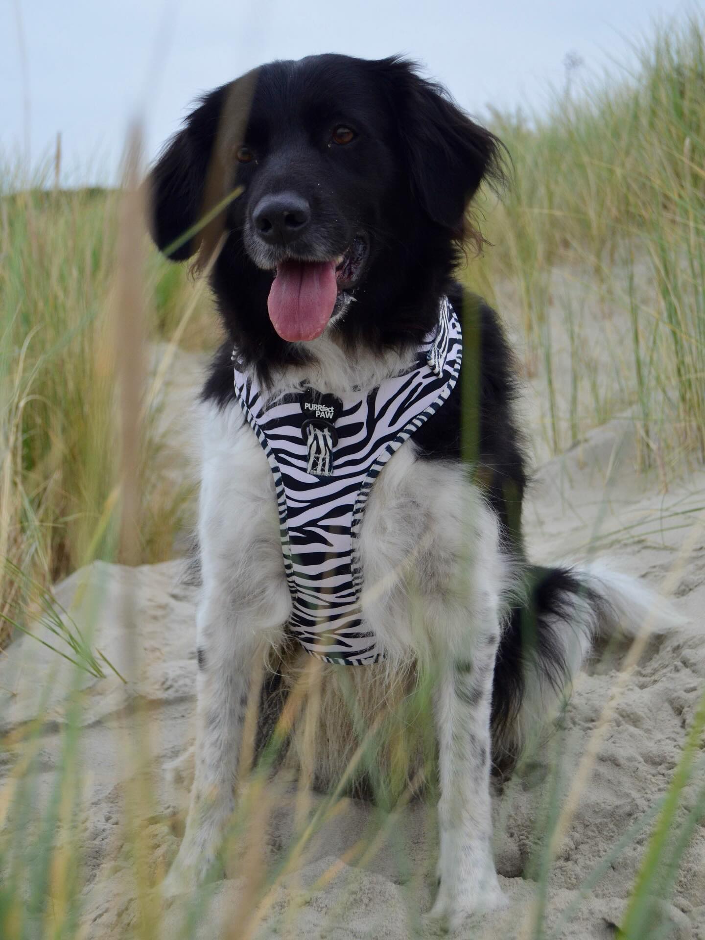 Purrfect Paw hond